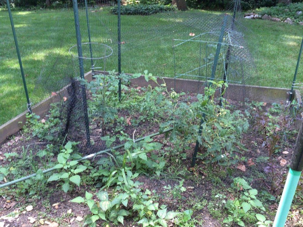 Mostly weeds...the black netting usually surrounds the garden to keep the deer from feasting...Hubster came a bit to close with the lawn mower...it ripped netting from all four poles...he tried to cover just the plants...so sad :(
